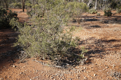 Acacia nyssophylla