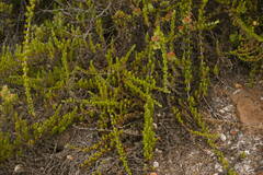 Coprosma ernodeoides