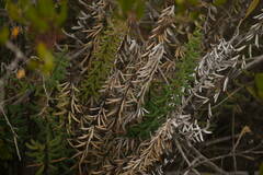 Pellaea ternifolia