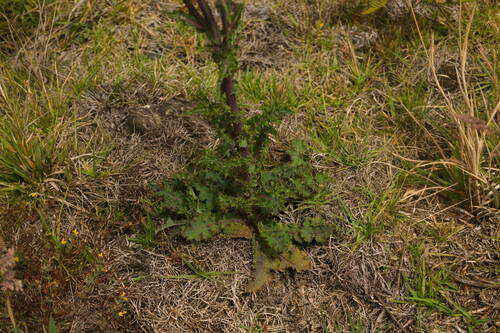 Sonchus asper, 2022-08-15