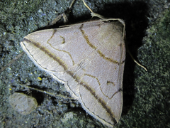 Zanclognatha griselda