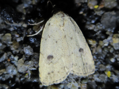 Anachrostis nigripunctalis