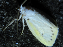 Miltochrista calamina