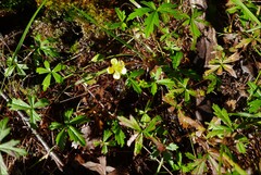 Potentilla flagellaris