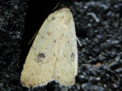 Anachrostis nigripunctalis