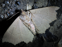 Arytrura subfalcata