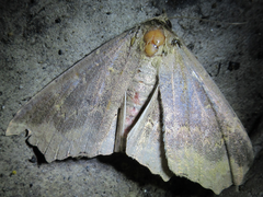 Arytrura subfalcata