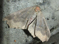 Arytrura subfalcata