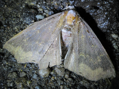 Arytrura subfalcata