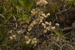 Pseudognaphalium sandwicensium