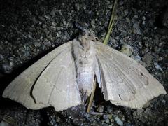 Arytrura subfalcata
