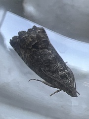 Cydia splendana