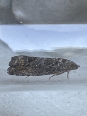 Cydia splendana