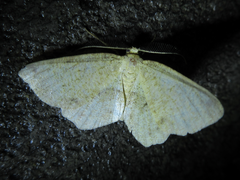 Microcalicha invenustaria