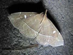 Cidariplura gladiata