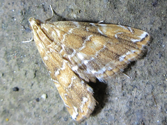 Elophila turbata