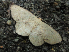 Microcalicha invenustaria