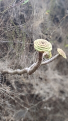 Aeonium arboreum image