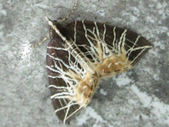 Evecliptopera illitata