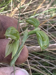 Pterostylis tenuis