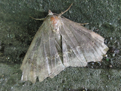 Arytrura subfalcata