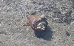 Clibanarius infraspinatus