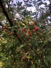 Cotoneaster bullatus