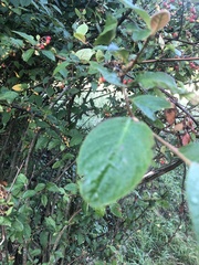 Cotoneaster bullatus