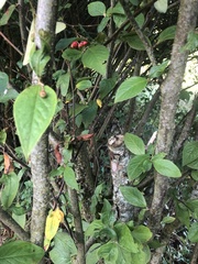 Cotoneaster bullatus