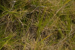 Eragrostis atropioides