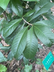 Ardisia humilis