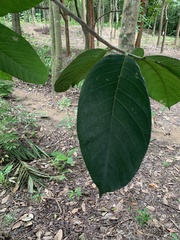 Artocarpus lacucha