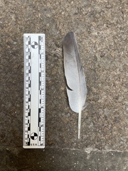 Columba livia domestica