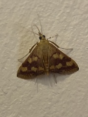 Pyrausta phoenicealis