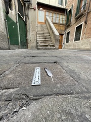 Columba livia domestica