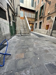 Columba livia domestica