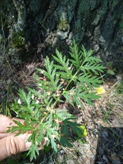 Artemisia armeniaca