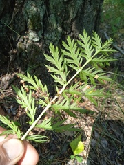 Artemisia armeniaca
