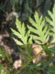 Artemisia armeniaca