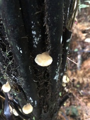 Conchomyces bursiformis
