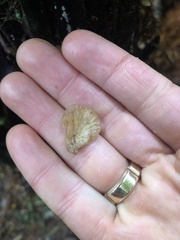 Conchomyces bursiformis