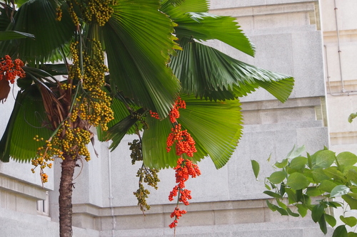 Licuala grandis