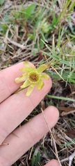 Knowltonia vesicatoria