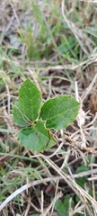 Knowltonia vesicatoria
