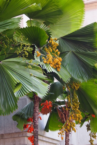 Licuala grandis