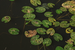 Nuphar pumila
