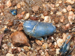 Cherax dispar