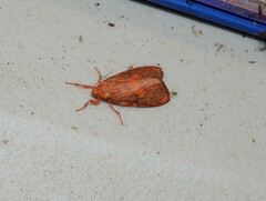 Miltochrista pyraula