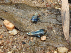 Cherax dispar