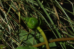 Nuphar pumila